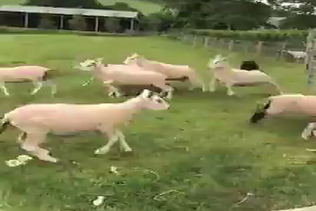Хороший пастух